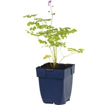 FLORASELF Chinese ruit Thalictrum delavayi Ø 11 cm