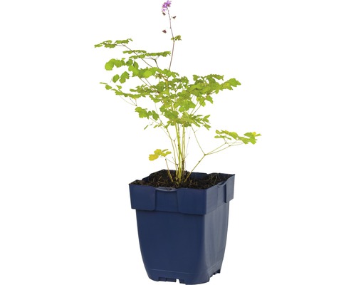 Elfenbloem in een pot