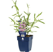 FLORASELF Ijzerhard Verbena bonariensis 'Lollipop' Ø 11 cm