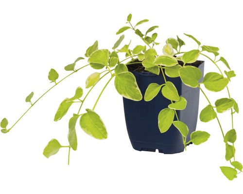 Klimplant met bladeren groeit in pot