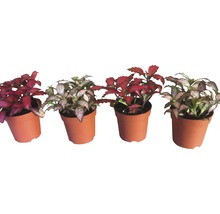 FLORASELF Mozaiekplantje Fittonia verschaffeltii 'Mosaic' potmaat Ø 7.0 cm H 10-15 cm