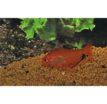 Rode fantoomzalm in aquarium met bodem en planten