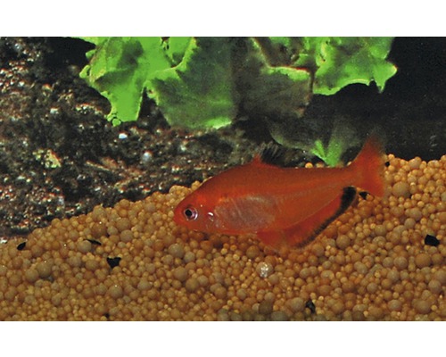 Rode fantoomzalm in aquarium met bodem en planten