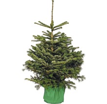Nordmann spar in pot voor Kerstmis