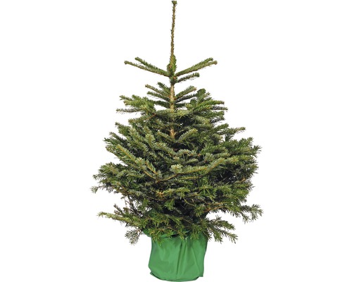 FLORASELF Kerstboom in pot Nordmann 90 - 120 cm