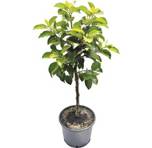 Appelboom in pot