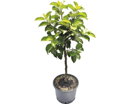 Appelboom in pot