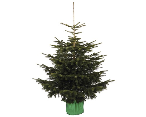 FLORASELF Kerstboom in pot Nordmann 120 - 150 cm