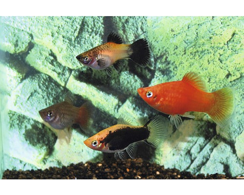 Platy mix M