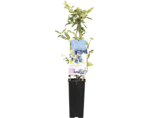 Blauwe bessenplant in pot