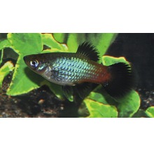 Zwarte papegaaiplaty in aquarium.