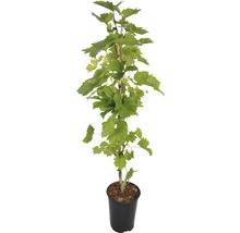 Wijnstok in pot met groene bladeren