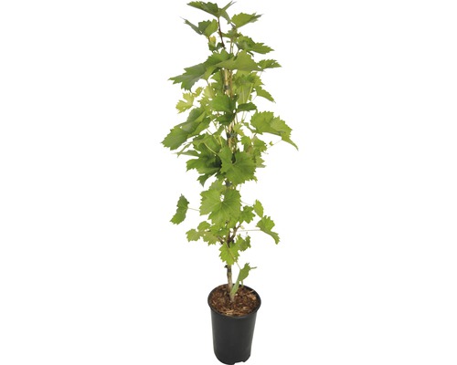 Wijnstok in pot met groene bladeren
