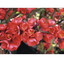 FLORASELF Japanse kwee Chaenomeles superba 'Pink Lady' potmaat Ø 23,0 cm H 50-60 cm