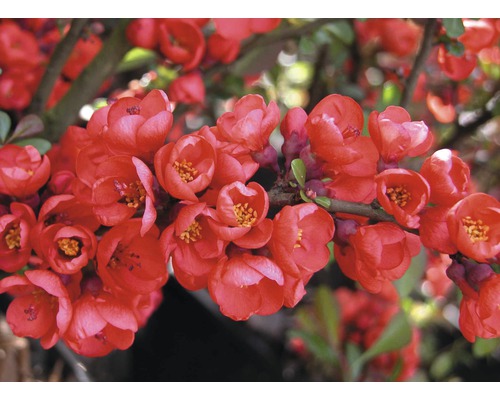 FLORASELF Japanse kwee Chaenomeles superba 'Pink Lady' potmaat Ø 23,0 cm H 50-60 cm FLORASELF Japanse kwee Chaenomeles superba 'Pink Lady' potmaat Ø 23,0 cm H 50-60 cm