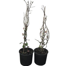 FLORASELF Japanse kwee Chaenomeles superba 'Pink Lady' potmaat Ø 23,0 cm H 50-60 cm