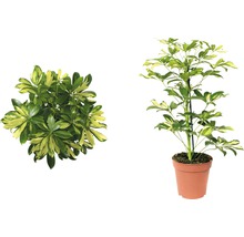 FLORASELF® Vingerboom "Schefflera Arboricola Gerda" potmaat Ø 13 cm-thumb-0