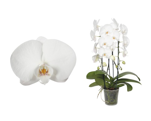 FLORASELF Vlinderorchidee Phalaenopsis Hybride potmaat Ø 12 cm H 55-70 cm Phalaenopsis orchidee in pot