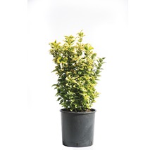 Spoelstruik met groen-gele bladeren, gekweekt in een pot