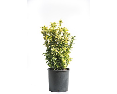 FLORASELF Kardinaalsmuts Euonymus japonicus 'Aureus' potmaat Ø 29 cm H 40-60 cm Spoelstruik met groen-gele bladeren, gekweekt in een pot
