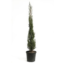 Italiaanse cipres in een pot
