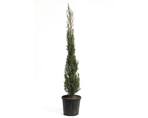 FLORASELF Conifeer Cupressus sempervirens 'Pyramidalis' potmaat Ø 32 cm H 125-150 cm