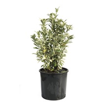 Groenblijvende kardinaalsmuts in pot