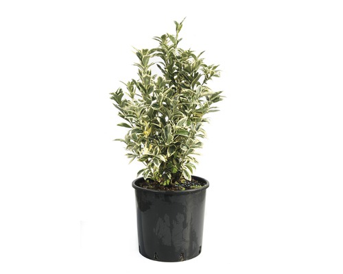 FLORASELF Kardinaalsmuts Euonymus japonicus 'Bravo' potmaat Ø 29 cm H 40-60 cm Groenblijvende kardinaalsmuts in pot