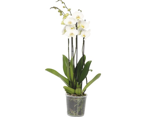FLORASELF Orchidee Phalaenopsis Hybride 4 tak wit potmaat Ø 17 cm H 70-80 cm Witte orchidee in transparante pot