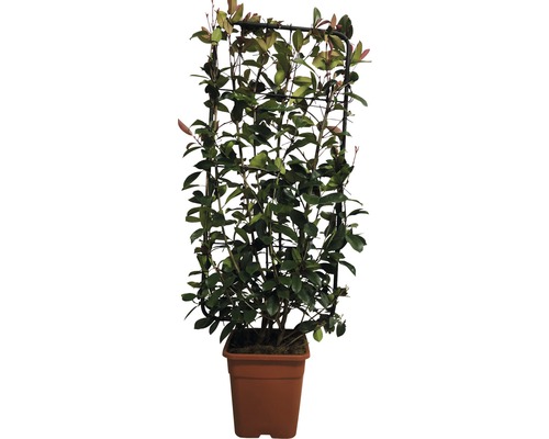 De afbeelding toont een klimplant met klimhulp in een pot.