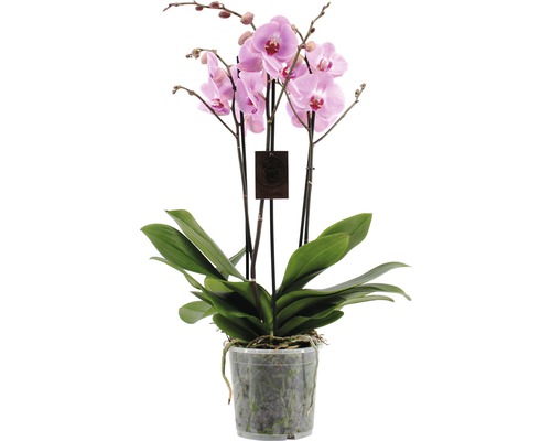 FLORASELF Orchidee Phalaenopsis Hybride potmaat Ø 17 cm H 70-80 cm