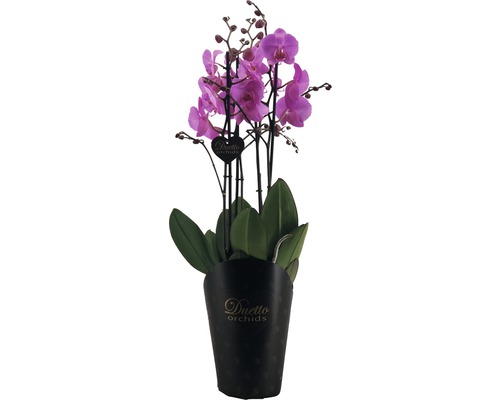 Duetto Orchideeën plant met lila bloemen in pot