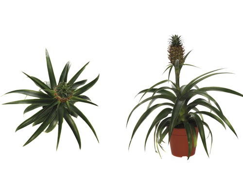 Sier ananasplant in pot, twee aanzichten