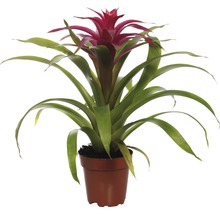 Guzmania kamerplant in pot