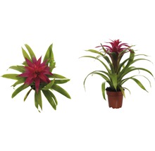 Twee bromelia''s in een pot