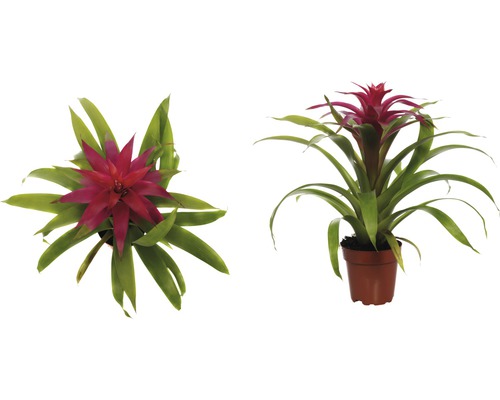 Twee bromelia''s in een pot