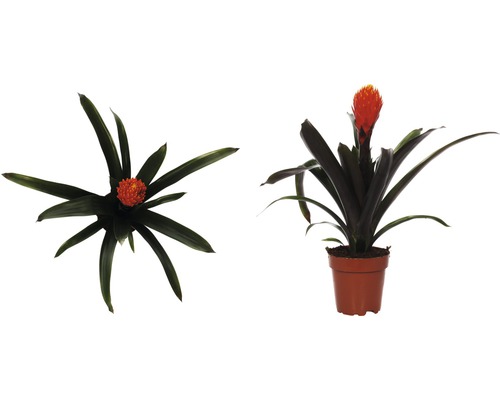 Guzmania kamerplant in pot, weergaven van boven en opzij
