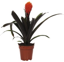 Kokerbromelia in pot