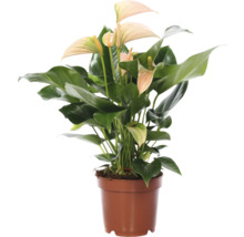 Anthurium in een pot
