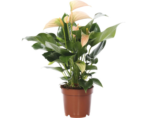 Anthurium in een pot