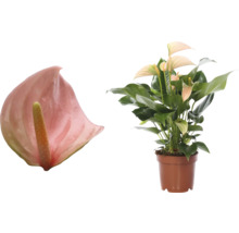 Anthurium in pot en Anthurium bloem