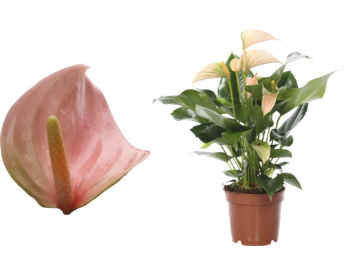 FLORASELF® Anthurium Andreanum Joli potmaat Ø 12 cm