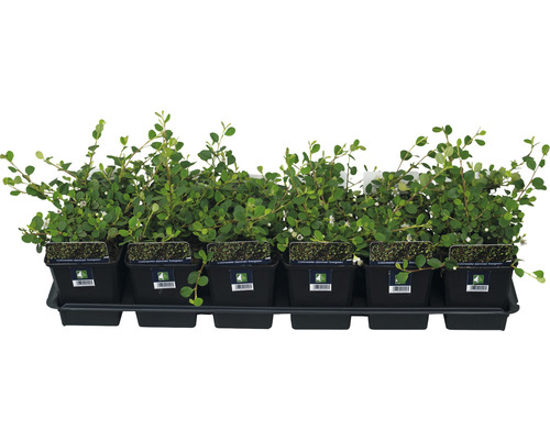 FLORASELF Dwergmispel Cotoneaster dammeri 'Evergreen' potmaat Ø 9 cm H 20-30 cm Op de afbeelding zijn dwergmispelplanten in potten op een tray te zien.