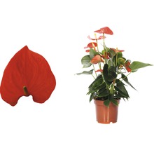 Flamingoplant in pot en individuele bloem
