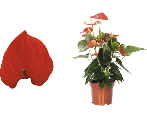 Flamingoplant in pot en individuele bloem