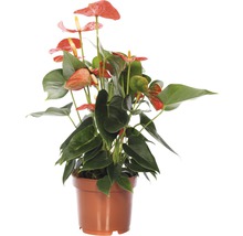 Anthurium kamerplant in pot