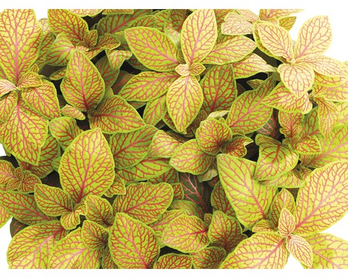 FLORASELF® Fittonia "Fittonia Verschaffelti" potmaat Ø 12 cm