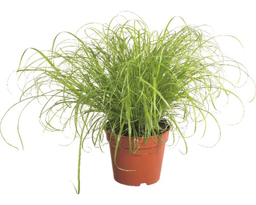 FLORASELF Kattengras Cyperus alternifolius 'Zumula' potmaat Ø 12.0 cm H 15-25 cm Siergras in pot