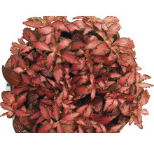 Fittonia kamerplant met opvallende bladnerven