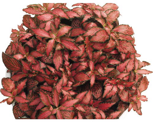 FLORASELF Mozaïekplant Fittonia verschaffeltii 'Forest Flame' potmaat Ø 12.0 cm H 15-20 cm
